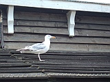 DSCF3769
