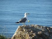 DSCF2625