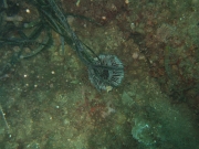 DSCF7706